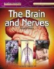The_brain_and_nerves