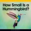 How_small_is_a_hummingbird_