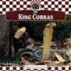 King_cobras
