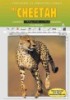 The_cheetah