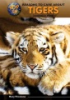 Top_50_reasons_to_care_about_tigers