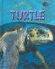 The_life_of_a_turtle