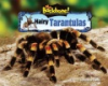 Hairy_tarantulas