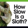 How_slow_is_a_sloth_