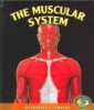 The_muscular_system