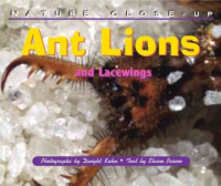Ant_lions_and_lacewings