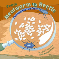 From_mealworm_to_beetle