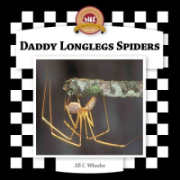 Daddy_longlegs_spiders