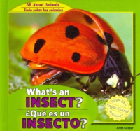 What_s_an_insect___