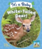 It_s_a_baby_white-tailed_deer_