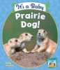 It_s_a_baby_prairie_dog_